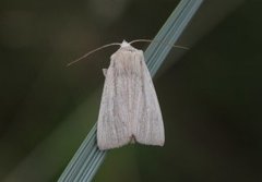 Halmgult gressfly (Mythimna pallens)