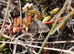 Skogviftefly (Zanclognatha lunalis)