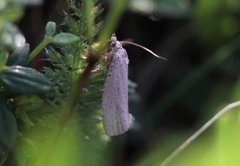 Grå stengelvikler (Epiblema grandaevana)