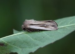 Kommagressfly (Leucania comma)