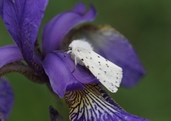 Punkttigerspinner (Spilosoma lubricipeda)