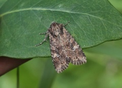 Rørengfly (Apamea unanimis)