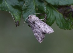 Lyst sandengfly (Apamea anceps)