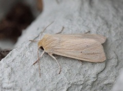 Halmgult gressfly (Mythimna pallens)