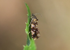 Spireaprydvikler (Celypha siderana)