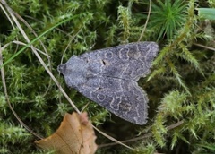 Pudderfly (Ammoconia caecimacula)