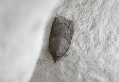 Lønnebladflatvikler (Acleris sparsana)