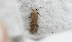 Pexicopia malvella