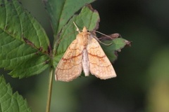 Lindegulfly (Tiliacea citrago)