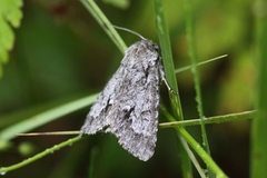 Myrkveldfly (Acronicta menyanthidis)