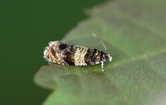 Moseprydvikler (Celypha aurofasciana)