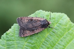 Gulhodefly (Eugraphe sigma)