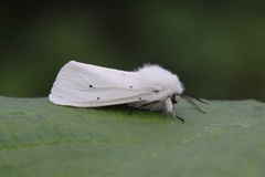 Hvit tigerspinner (Spilosoma urticae)