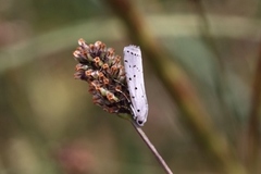 Prikksmalmott (Myelois circumvoluta)