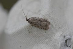 Agonopterix heracliana