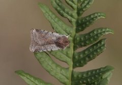 Fiolett vårfly (Cerastis rubricosa)