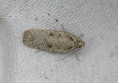 Agonopterix arenella