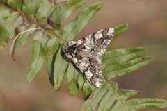 Eikelurvemåler (Biston strataria)