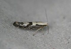 Rognebærmøll (Argyresthia conjugella)