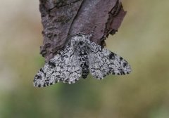 Bjørkelurvemåler (Biston betularia)