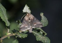 Brungult neslefly (Abrostola triplasia)