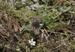 Bakkesmyger (Pyrgus malvae)