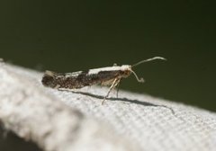 Rognebærmøll (Argyresthia conjugella)