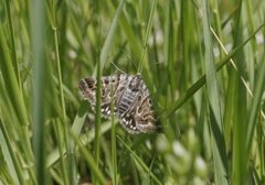 Grått slåttefly (Callistege mi)