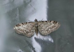 Vinkeldvergmåler (Eupithecia vulgata)