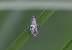 Glyphipterix forsterella