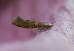 Oreblomstmøll (Argyresthia goedartella)