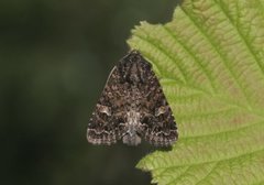 Kålfly (Mamestra brassicae)