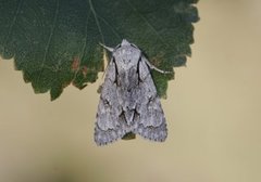 Psikveldfly (Acronicta psi)