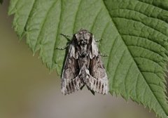 Raggfly (Hyppa rectilinea)