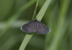 Sotmåler (Odezia atrata)