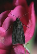 Svart jordfly (Euxoa nigricans)