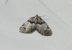 Fiolett rosemåler (Anticlea derivata)