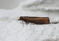 Augustkveldvikler (Epinotia solandriana)