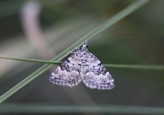 Heilundmåler (Perizoma minorata)