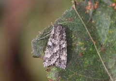 Mørkt skogfly (Eurois occulta)