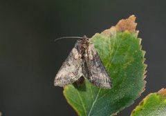 Brungult neslefly (Abrostola triplasia)