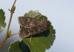 Gulringet åkerfly (Tholera cespitis)