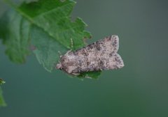 Gråpudret jordfly (Agrotis segetum)