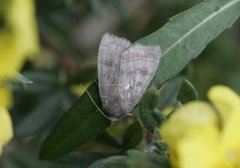 Osperingfly (Ipimorpha subtusa)