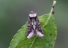 Irrfly (Allophyes oxyacanthae)