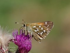 Kommasmyger (Hesperia comma)