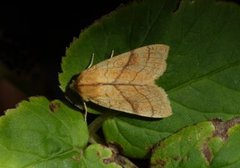 Lindegulfly (Tiliacea citrago)