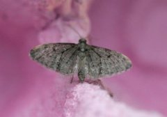 Furudvergmåler (Eupithecia indigata)