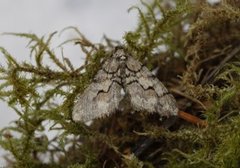 Eikefrostmåler (Agriopis leucophaearia)