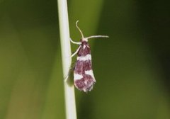 Incurvaria praelatella